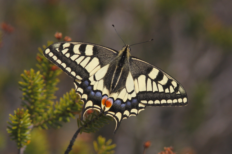 J01_2392 Swallowtail.JPG